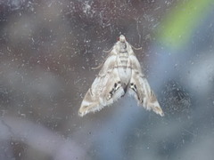 Eoparargyractis plevie