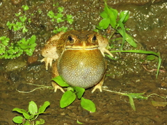 Duttaphrynus melanostictus