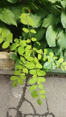 Robinia pseudoacacia