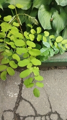 Robinia pseudoacacia