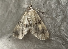Elophila faulalis