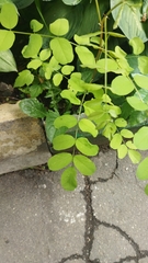 Robinia pseudoacacia