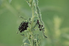 Calligrapha serpentina