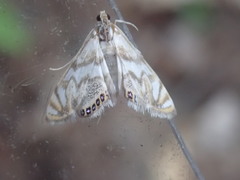 Neocataclysta magnificalis