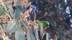 Tangara desmaresti