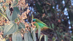 Tangara desmaresti