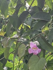Bignonia aequinoctialis