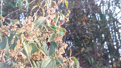 Tangara desmaresti