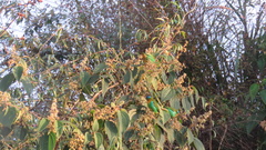 Tangara desmaresti