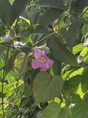 Bignonia aequinoctialis