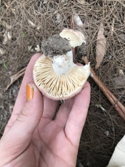 Russula kalimna