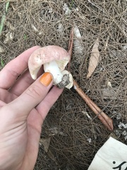 Russula kalimna