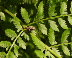 Aphrophora intermedia