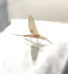 Ephemera vulgata