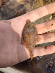 Limanda limanda