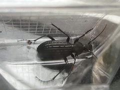 Apotomopterus