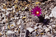Turbinicarpus pseudopectinatus