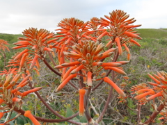 Aloe × schimperi