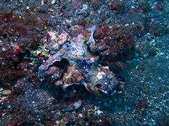Malleus malleus