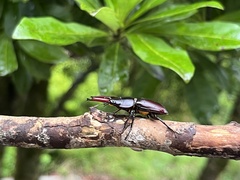 Falcicornis