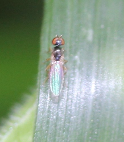 Anthomyzidae