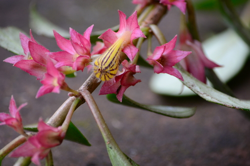 Nematanthus tessmannii