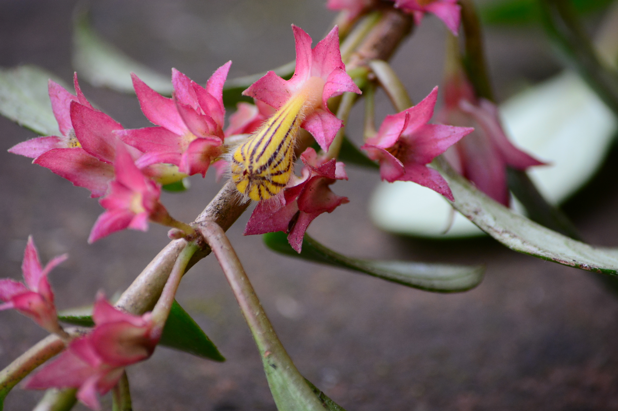 Nematanthus tessmannii