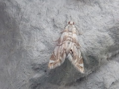 Eoparargyractis plevie