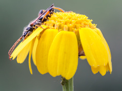 Stenopterus rufus syriacus