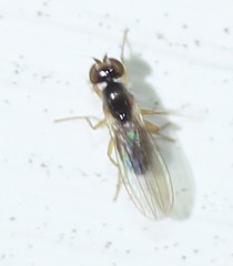 Mumetopia occipitalis