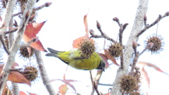 Spinus magellanicus