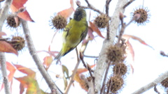 Spinus magellanicus