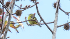 Spinus magellanicus