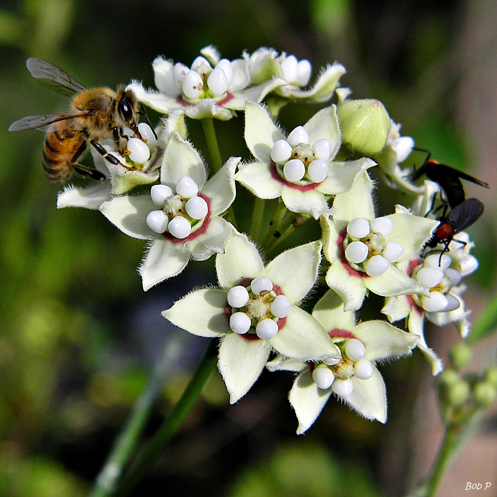 Funastrum clausum