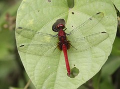 Erythrodiplax castanea