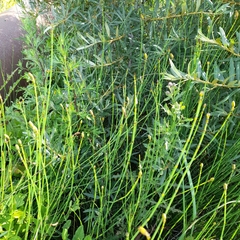 Equisetum × moorei