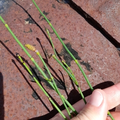 Equisetum × moorei