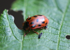 Chrysomela mainensis