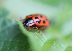 Chrysomela mainensis