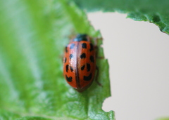 Chrysomela mainensis