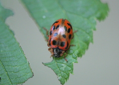 Chrysomela mainensis