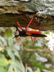 Calliclopius nigripes