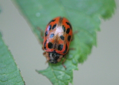 Chrysomela mainensis