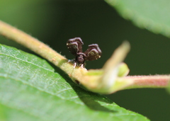 Prochoreutis inflatella