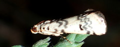 Euzophera lunulella