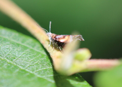Prochoreutis inflatella