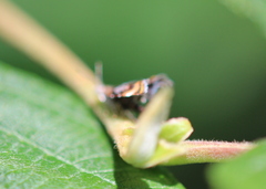 Prochoreutis inflatella