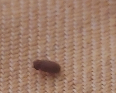 Stegobium