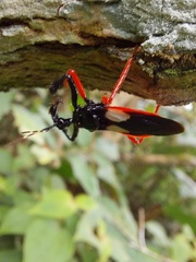 Calliclopius nigripes