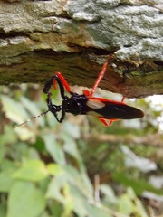 Calliclopius nigripes